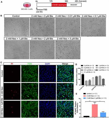 Blebbistatin Inhibits Neomycin-Induced Apoptosis in Hair Cell-Like HEI-OC-1 Cells and in Cochlear Hair Cells